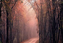 雀魂麻将官网有哪些值得关注的亮点？